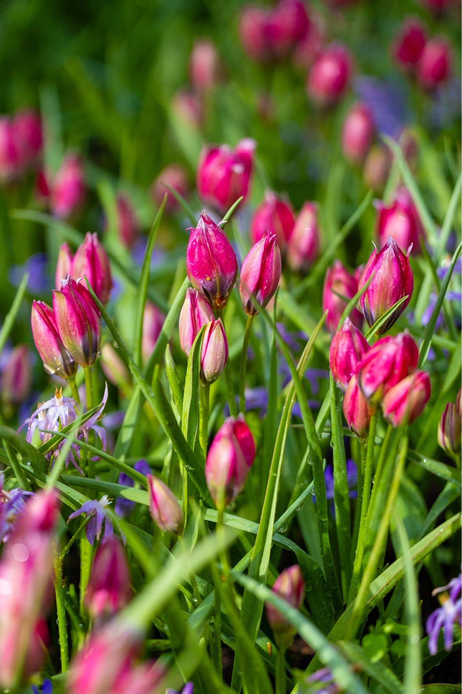 Botanische tulp 'Little Beauty'